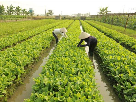 Hỗ trợ hoạt động của các tổ khuyến nông cộng đồng trong xây dựng nông thôn mới
