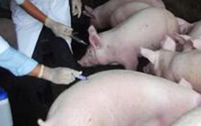 Không để phát sinh và lây lan trên diện rộng các loại dịch bệnh động vật