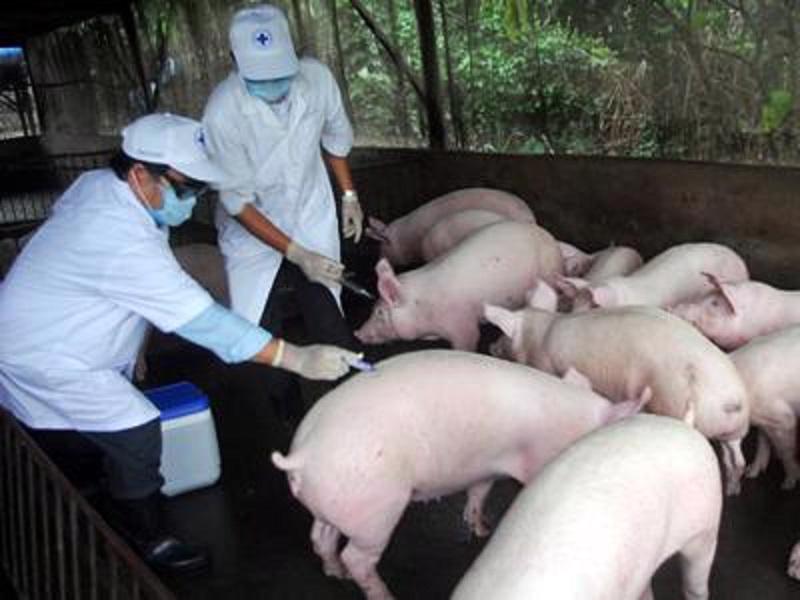 Tăng cường công tác phòng, chống dịch bệnh trên động vật và tiêm phòng vắc xin cho đàn vật nuôi