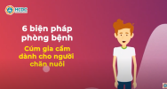 6 biện pháp phòng bệnh Cúm gia cầm dành cho người chăn nuôi